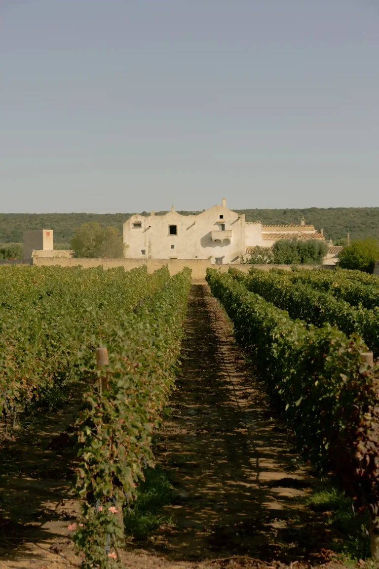 Masseria Vallenza Mongelli - Azienda Frisino